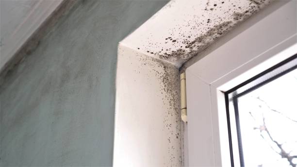 Best Air Quality Testing for Mold Spores  in Laymantown, VA